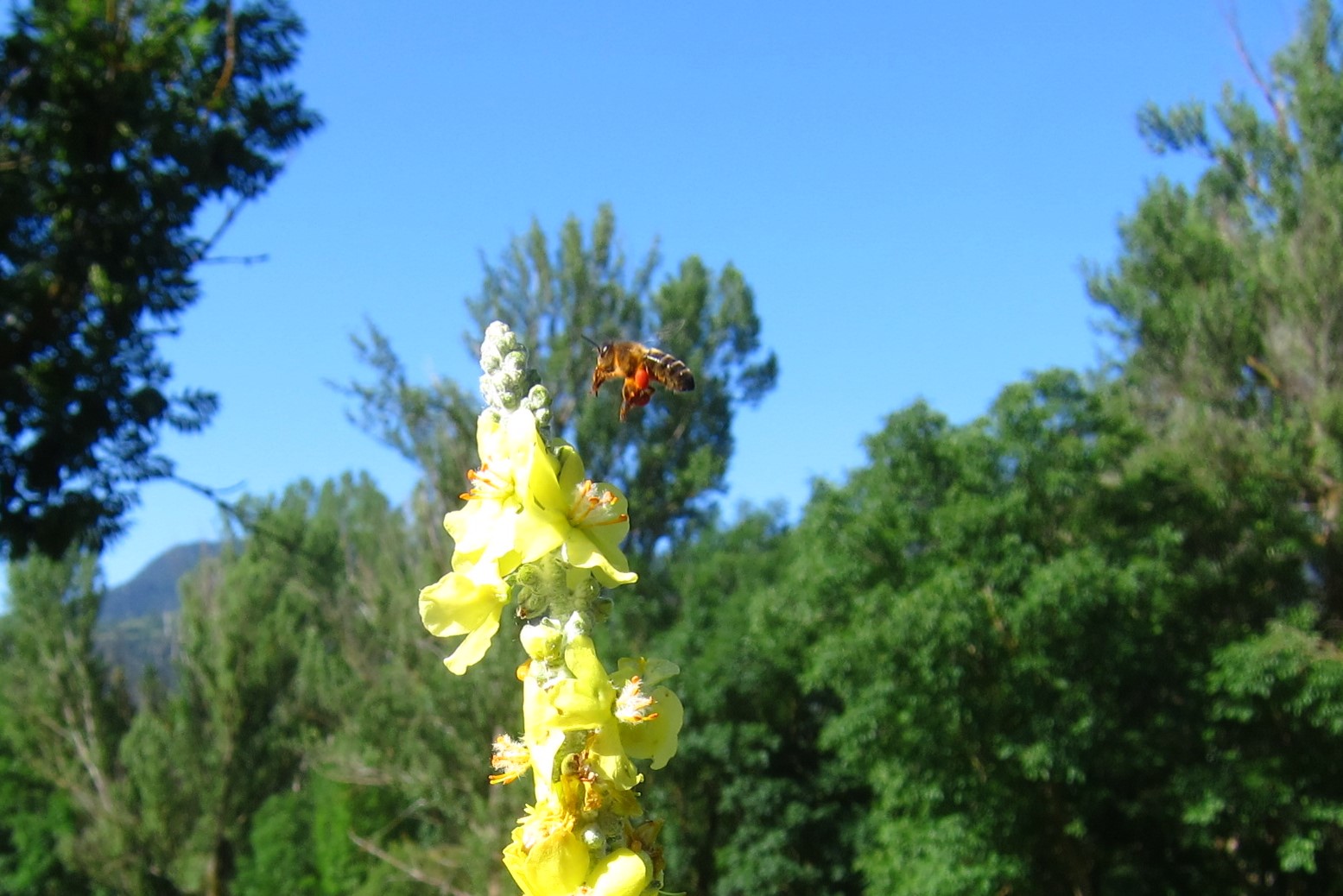 Verbascum i abella amb pol·len Esterri