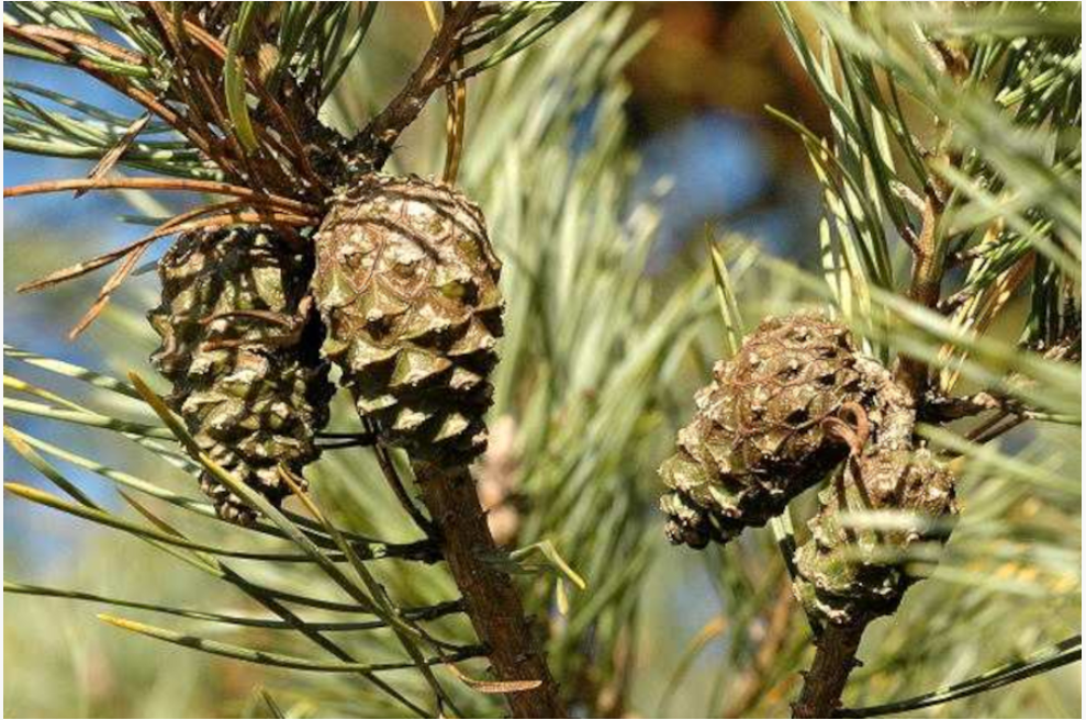Pinus pinae